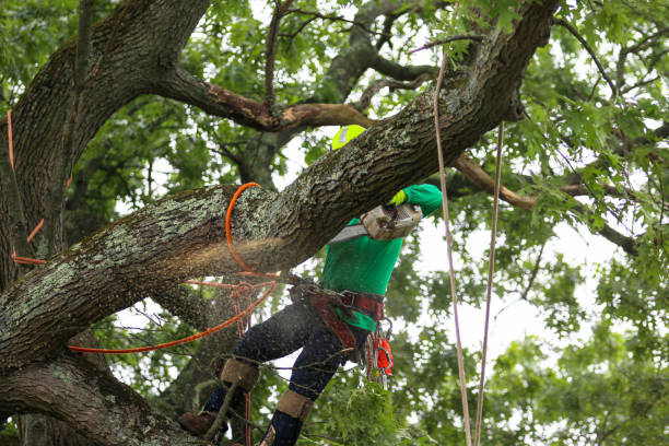 Professional Tree Care in Delavan Lake, WI