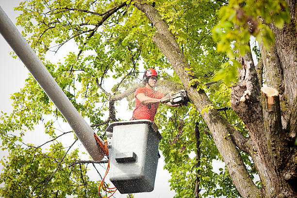 Best Arborist Consultation Services  in Delavan Lake, WI