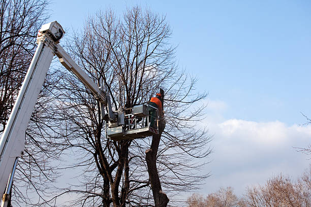 How Our Tree Care Process Works  in  Delavan Lake, WI